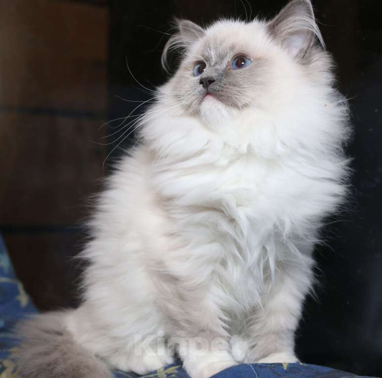 Кошки в Санкт-Петербурге: Рэгдолл котёнок Девочка, 50 000 руб. - фото 2
