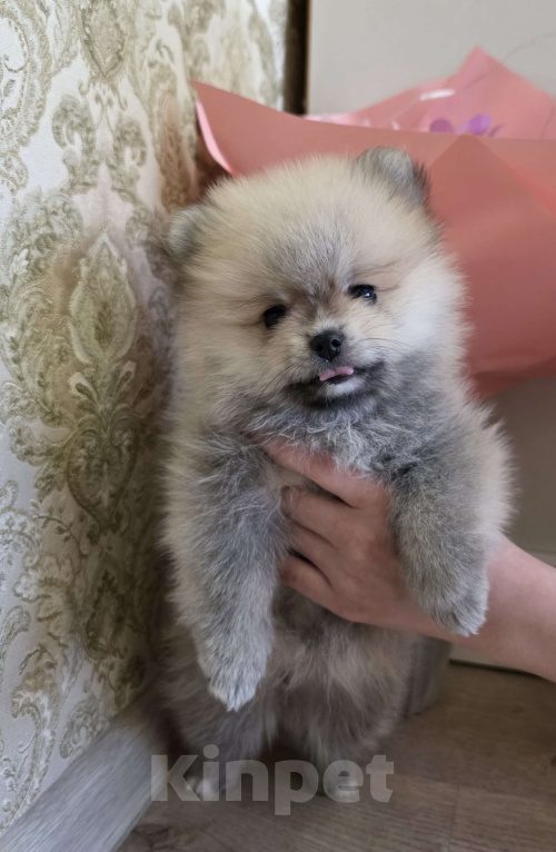 Собаки в других городах Алтайского края: Милаша Девочка, 30 000 руб. - фото 2