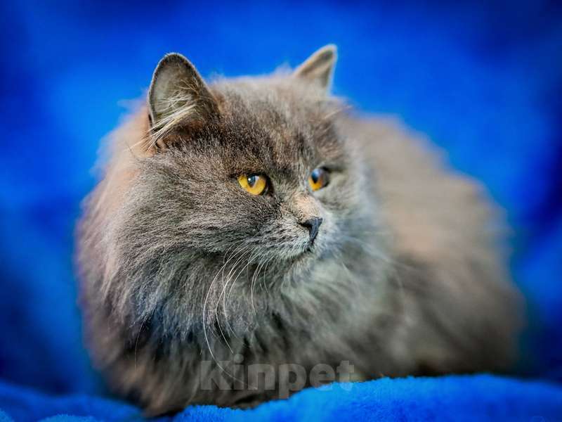 Кошки в Москве: Персидский котенок Мелисса в добрые руки Девочка, Бесплатно - фото 4