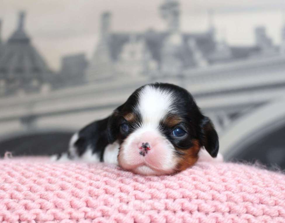 Собаки в Воронеже: Кавлер кинг чарльз спаниель Девочка, Бесплатно - фото 2