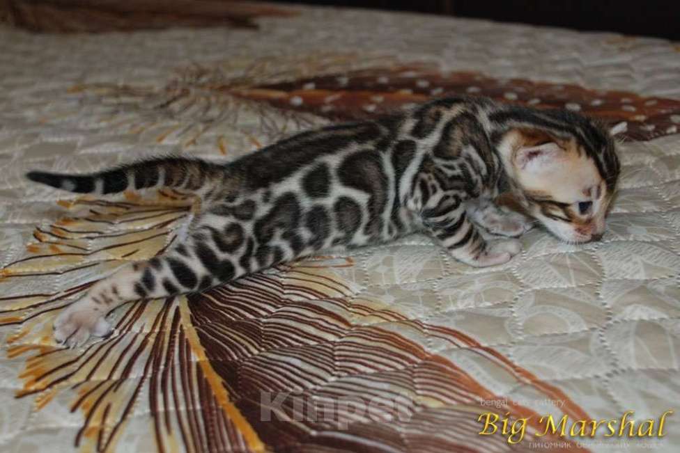 Кошки в Москве: Бенгальский котик  Мальчик, 65 000 руб. - фото 4