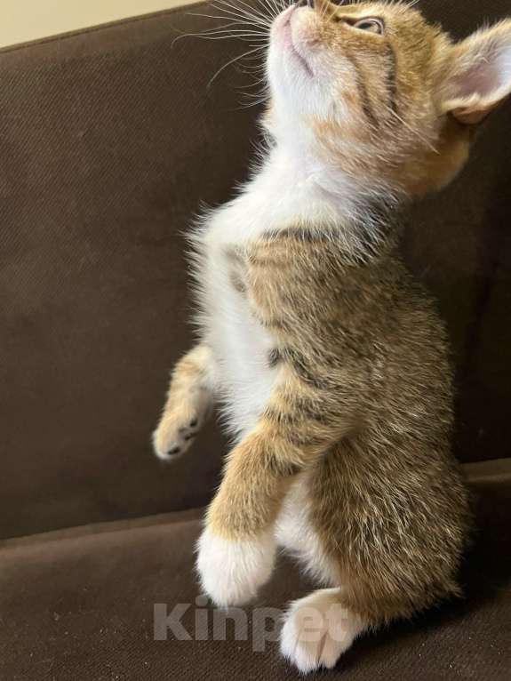 Кошки в Реутове: Шотландский прямоухий котенок Девочка, 15 000 руб. - фото 3