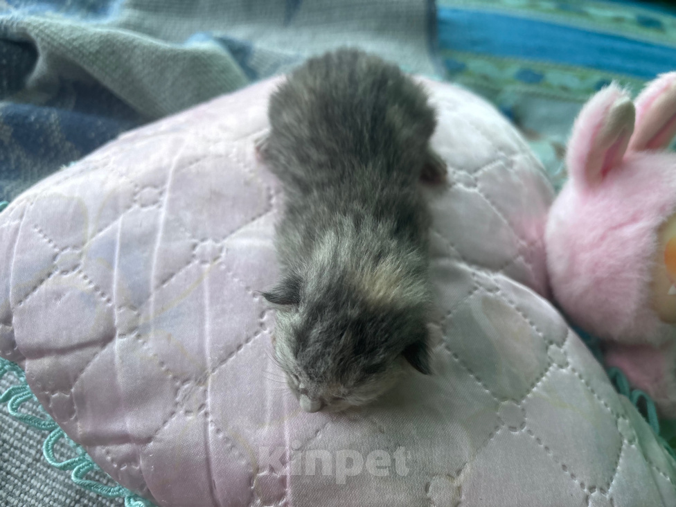 Кошки в других городах Нижегородской области: Отдам котёнка в добрые руки Девочка, Бесплатно - фото 1