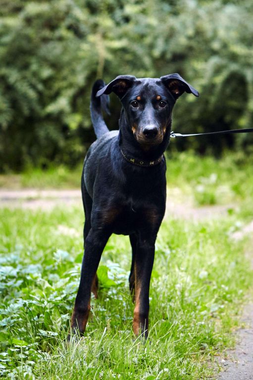 Собаки в Москве: Щенок добермана в добрые руки! Девочка, Бесплатно - фото 5