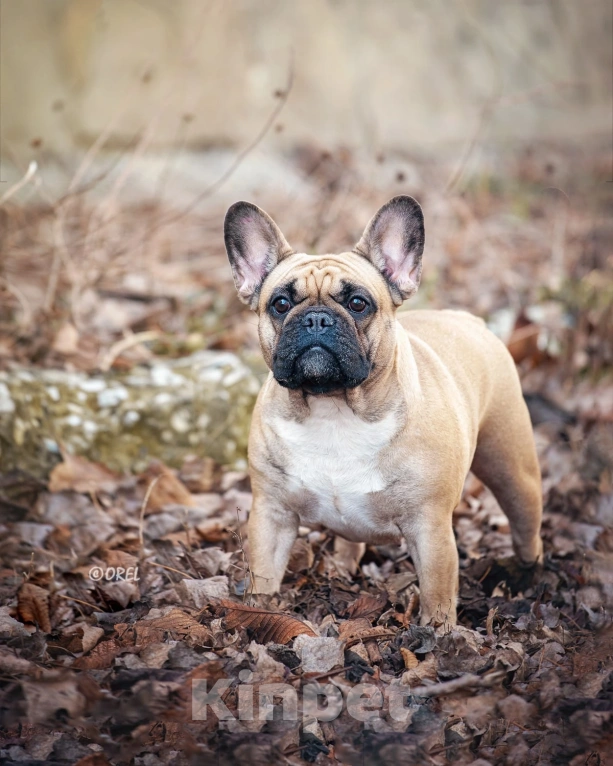 Собаки в Севастополе: Красивый мальчик  Мальчик, 70 000 руб. - фото 6