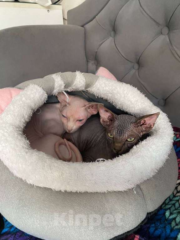 Кошки в Москве: Харизматичный канадский котенок мурчун Мальчик, 30 000 руб. - фото 2