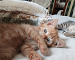 Кошки в Москве: Котенок в добрые руки Мальчик, Бесплатно - фото 6