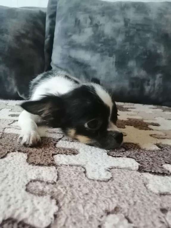 Собаки в Краснодаре: Чишка мальчик  Мальчик, 15 000 руб. - фото 9