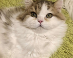 Кошки в Новосибирске: Пушистый котик Мальчик, 15 000 руб. - фото 1