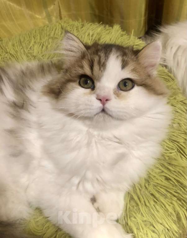 Кошки в Новосибирске: Пушистый котик Мальчик, 15 000 руб. - фото 1