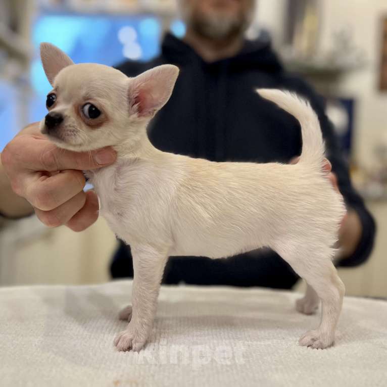 Собаки в Всеволожске: Короткошерстный щенок Девочка, 35 000 руб. - фото 1