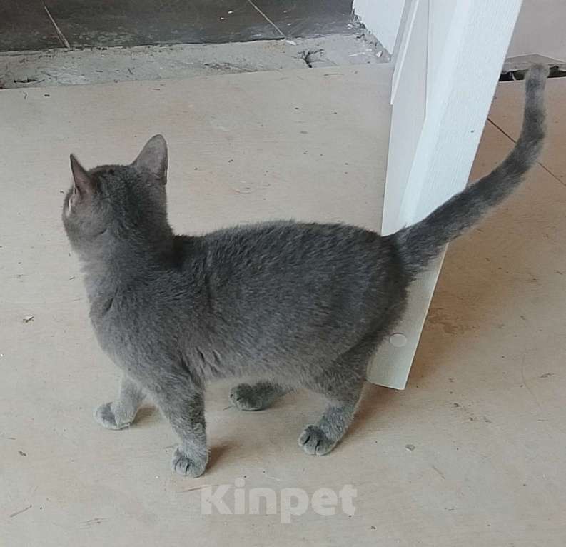 Кошки в Москве: Котенок нолубого цвета Мальчик, Бесплатно - фото 2