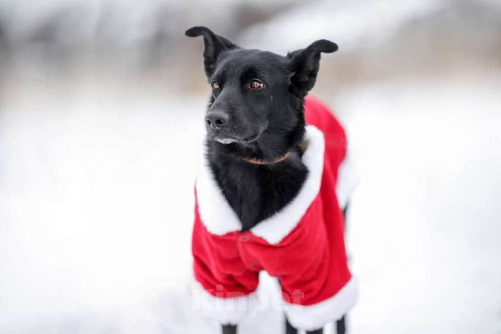 Собаки в Москве: Черная собачка небольшая Амели в добрые руки Девочка, 1 руб. - фото 6