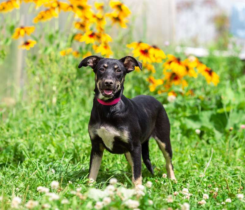 Собаки в Москве: Небольшая малышка щенок Сенди в добрые руки Девочка, 1 руб. - фото 7