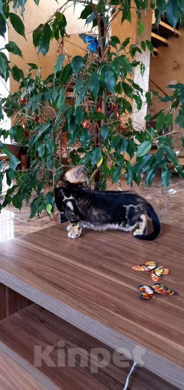 Кошки в Симферополе: Бенгальский мальчик  Мальчик, 25 000 руб. - фото 4