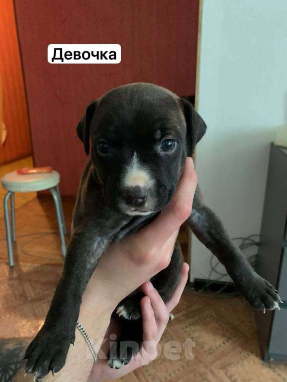 Собаки в Нижнекамске: Щенок девочка Девочка, 15 000 руб. - фото 1