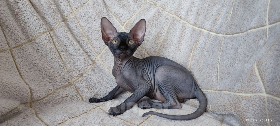 Кошки в Москве: Котята канадского сфинкса Мальчик, 45 000 руб. - фото 1