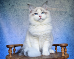 Кошки в Владивостоке: Невский маскарадный котенок Мальчик, Бесплатно - фото 4