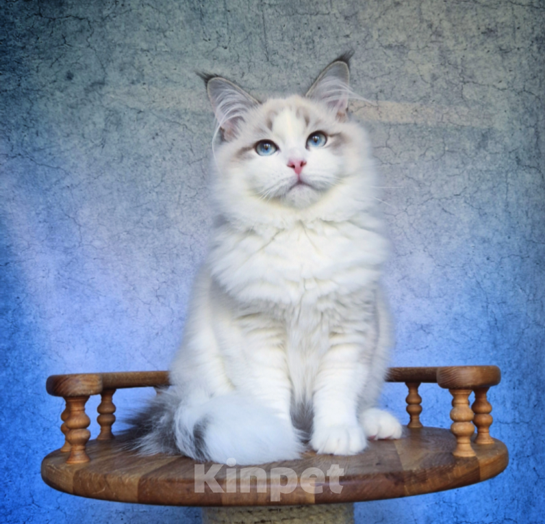 Кошки в Владивостоке: Невский маскарадный котенок Мальчик, Бесплатно - фото 4