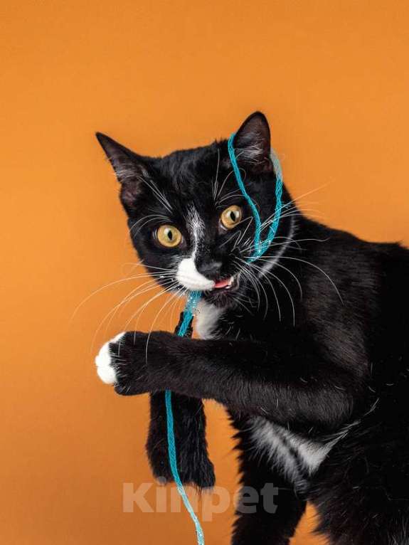 Кошки в Москве: Весёлый и беззаботный молодой кот Тоша в добрые руки Мальчик, Бесплатно - фото 9