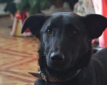 Собаки в Нижнем Новгороде: Мия ❤ Девочка, 100 руб. - фото 1