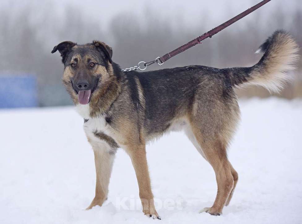 Собаки в Москве: Активный молодой пес Арго  очень плачет в приюте. Мальчик, Бесплатно - фото 3