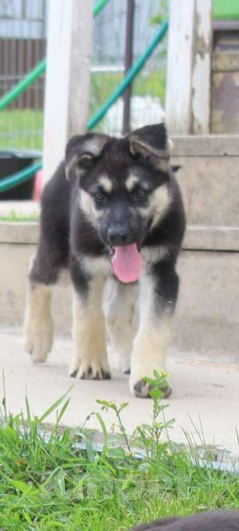 Собаки в Москве: Радомир Мальчик, 50 000 руб. - фото 2