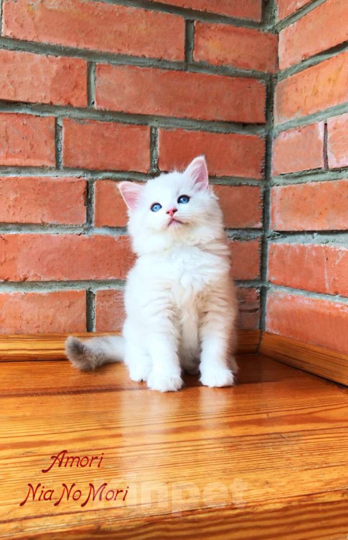 Кошки в Москве: Котёнок девочка породы Рэгдолл - Amori Девочка, 90 000 руб. - фото 3