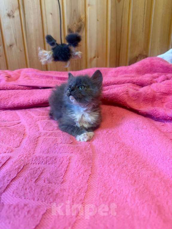 Кошки в Москве: котята в добрые руки Девочка, Бесплатно - фото 2