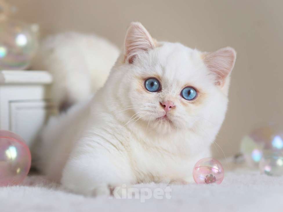 Кошки в Москве: Британский мальчик Фан-Фан Мальчик, 120 000 руб. - фото 9