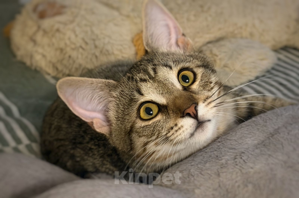 Кошки в Москве: Котёнок Фунтик в добрые руки Мальчик, Бесплатно - фото 5