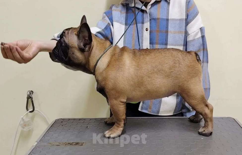 Собаки в Москве: Илея Девочка, 100 000 руб. - фото 2