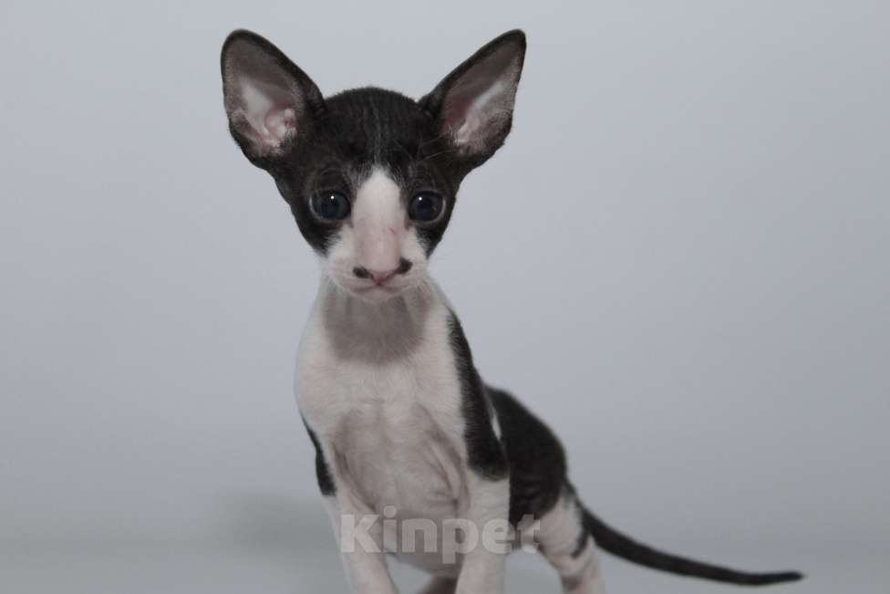 Кошки в Москве: малыши к резервированию. питомник Корнелита Мальчик, 60 000 руб. - фото 4