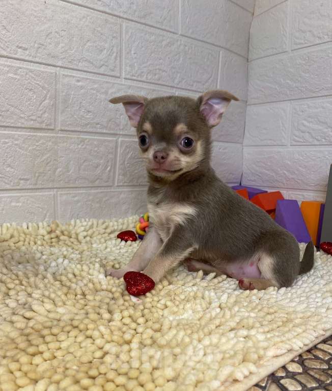 Собаки в Москве: Продаётся чихуахуа лилово-подпалого окраса девочка Девочка, 45 000 руб. - фото 5