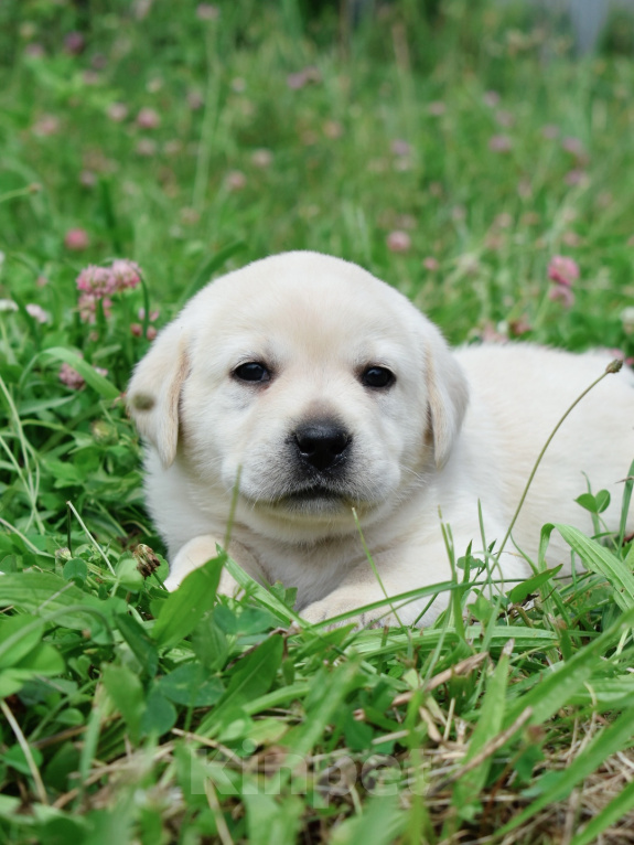 Собаки в других городах Липецкой области: Щенок лабрадора Девочка, 80 000 руб. - фото 1