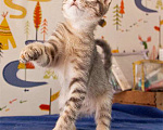 Кошки в Москве: Полосатенькое чудо Марти, чудесный домашний котенок в добрые руки Мальчик, Бесплатно - фото 4