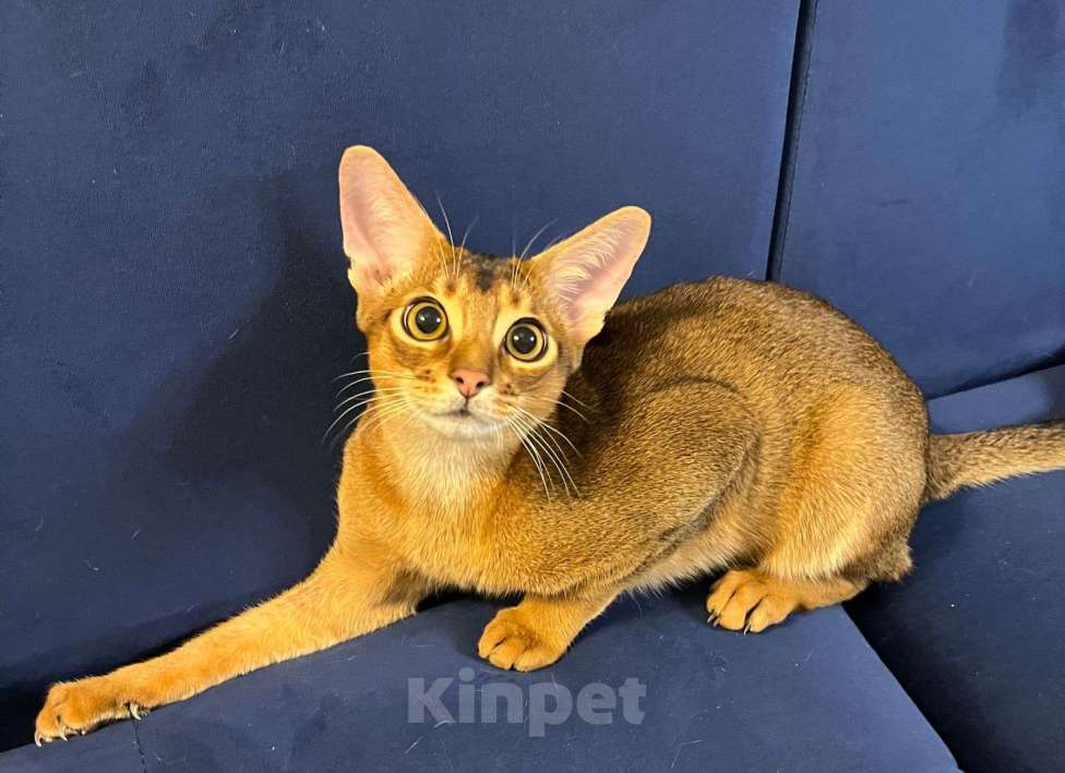 Кошки в Москве: Абиссинец Мальчик, 25 000 руб. - фото 2