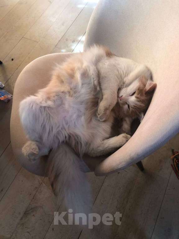 Кошки в Нижнем Новгороде: Рыжий котик в добрые руки  Мальчик, Бесплатно - фото 1