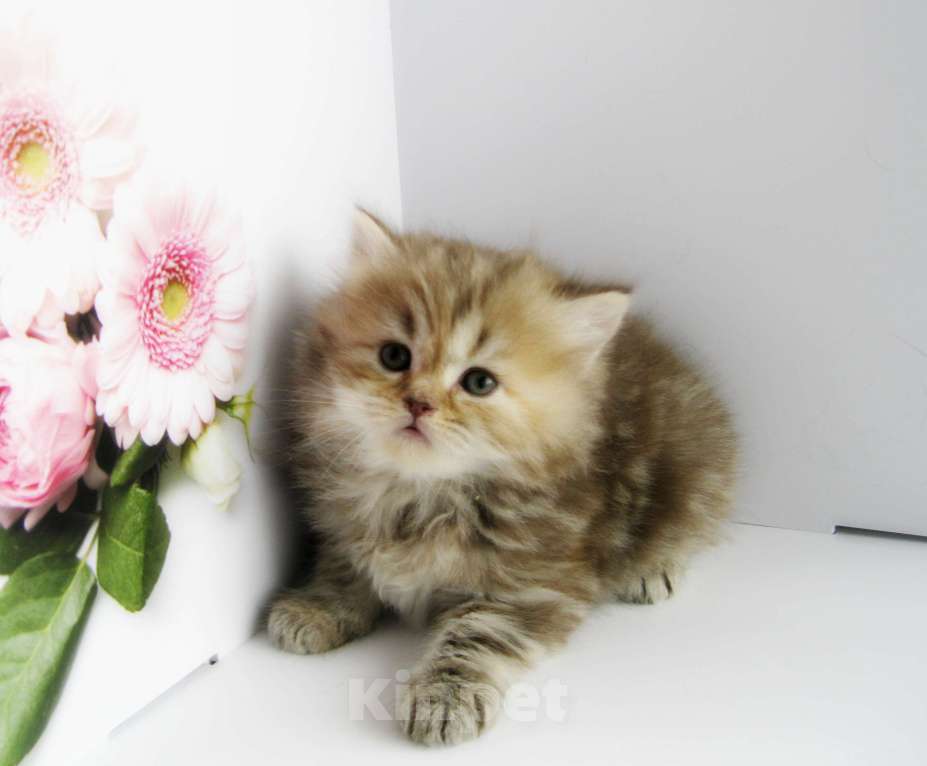 Кошки в Ставрополе: Шотландские котята с документами Разнополые, 10 000 руб. - фото 2