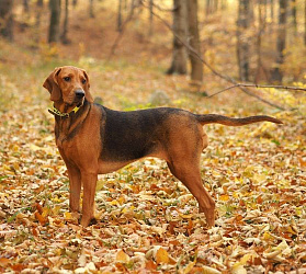 Польский огар