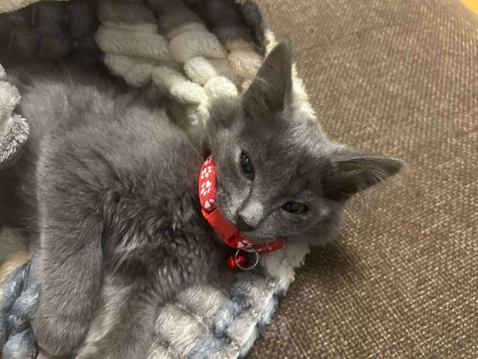 Кошки в Екатеринбурге: Потерялась  Девочка, 1 000 руб. - фото 2