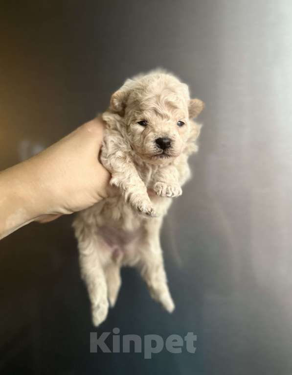 Собаки в Ростове-на-Дону: Мальтипу девочки Девочка, 70 000 руб. - фото 3