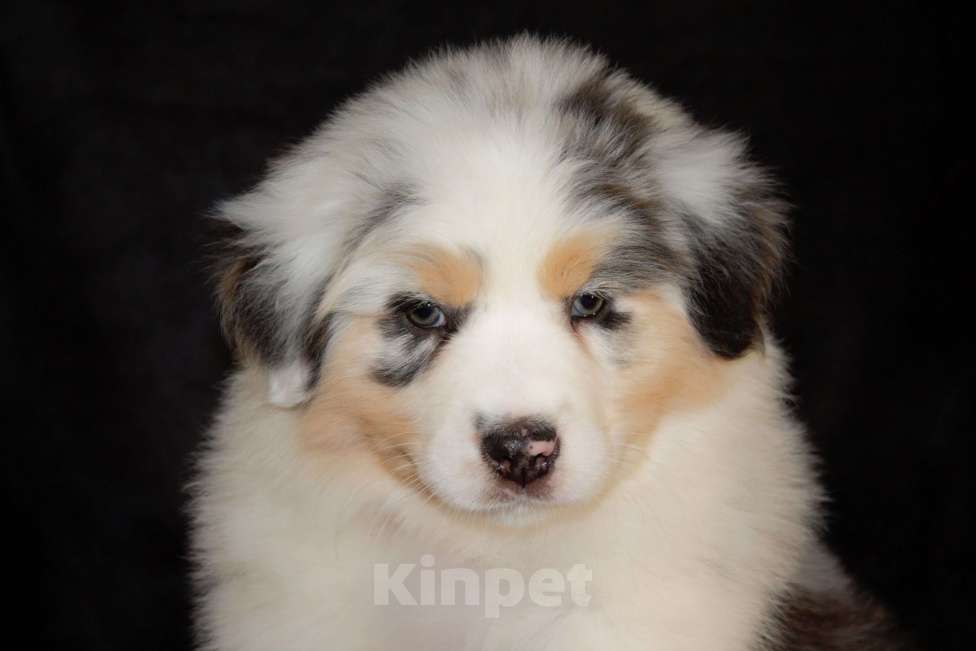 Собаки в других городах Московской области: Австралийская овчарка (аусси) Девочка, 70 000 руб. - фото 3