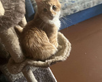 Кошки в Долгопрудном: Потерялась кошка Девочка, Бесплатно - фото 2