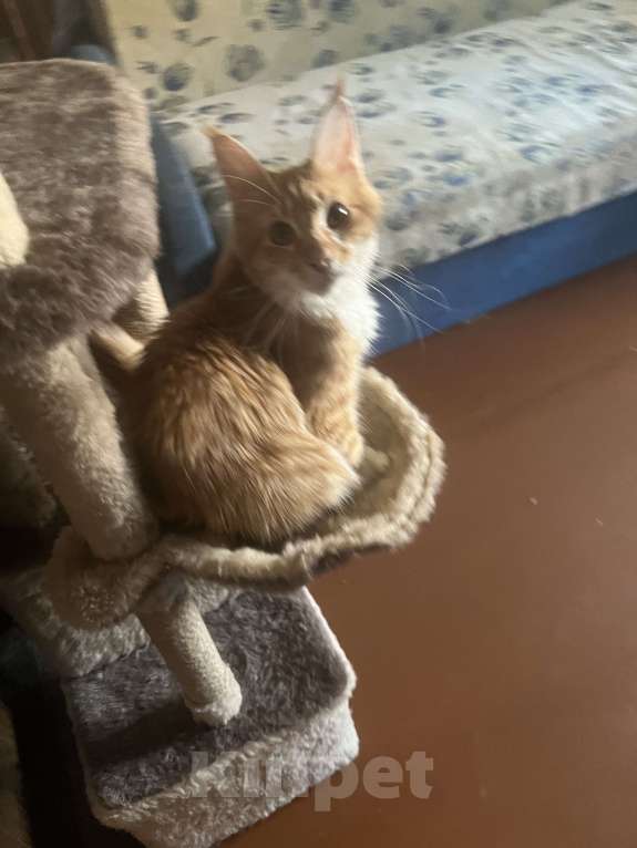 Кошки в Долгопрудном: Потерялась кошка Девочка, Бесплатно - фото 2