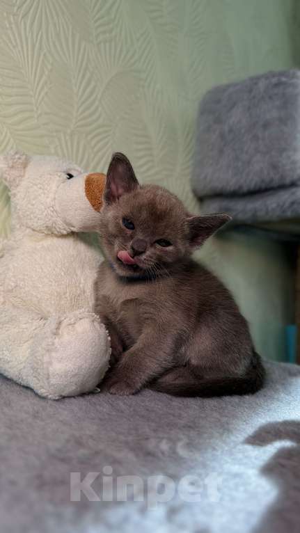 Кошки в Москве: Бурманский котенок Разнополые, 80 000 руб. - фото 10