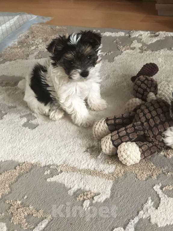 Собаки в Солнечногорске: Пушистики Девочка, 45 000 руб. - фото 1