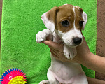 Собаки в других городах Крыма: Продам щенят Джек-Рассел-Терьер Девочка, 10 000 руб. - фото 2