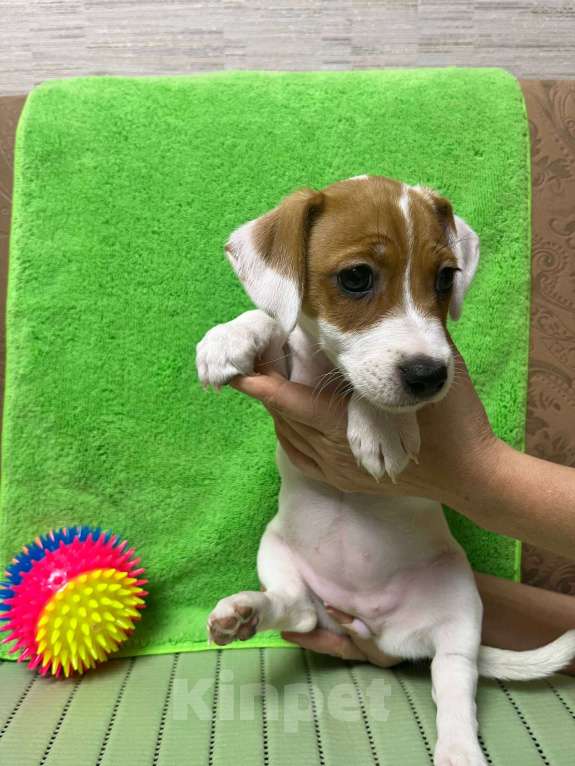 Собаки в других городах Крыма: Продам щенят Джек-Рассел-Терьер Девочка, 10 000 руб. - фото 2