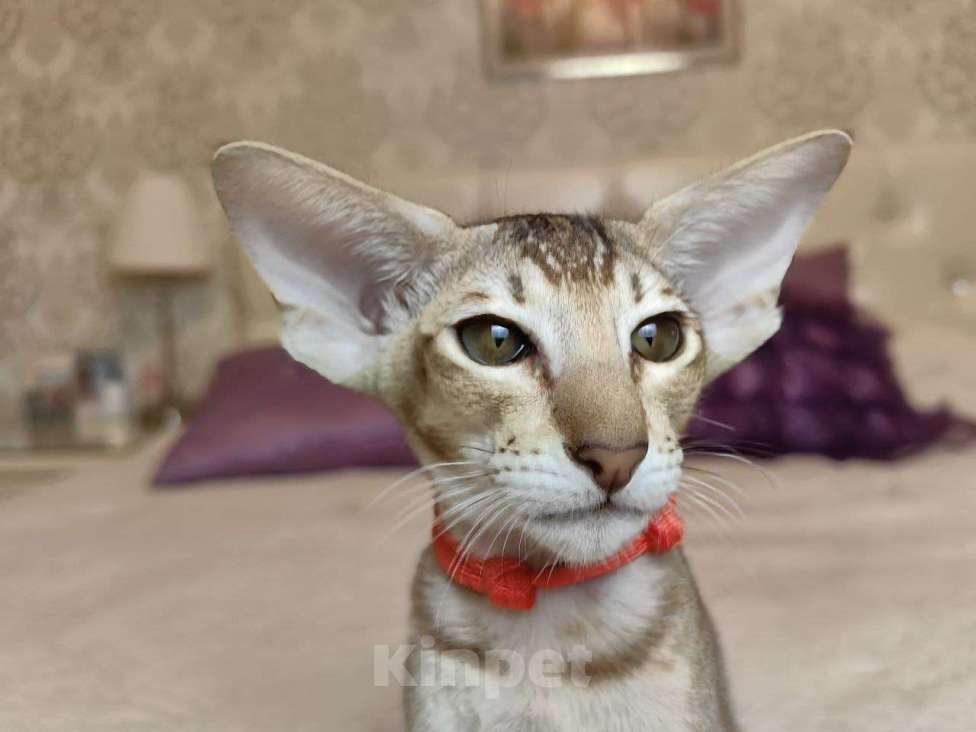 Кошки в Балашихе: Ориентальная кошечка Дорис Девочка, 95 000 руб. - фото 1